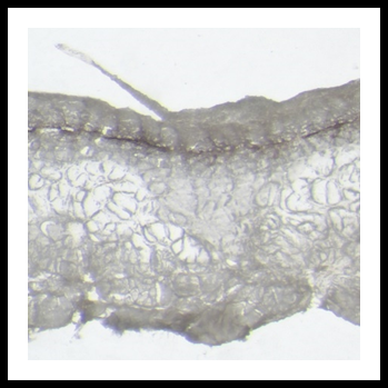Recupero delle pelli di pesce: risorsa per l’industria conciaria
