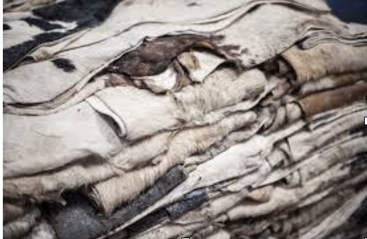 FOCUS SCIENTIFICO: DECALCINAZIONE DELLE PELLI: OBIETTIVI ED ASPETTI TECNOLOGICI