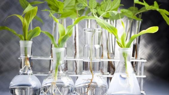 L’Italia verso l’eccellenza nella bioeconomia