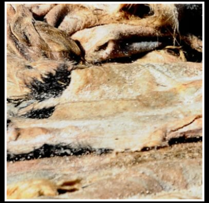 Rinverdimento delle pelli grezze: obiettivi ed aspetti tecnologici